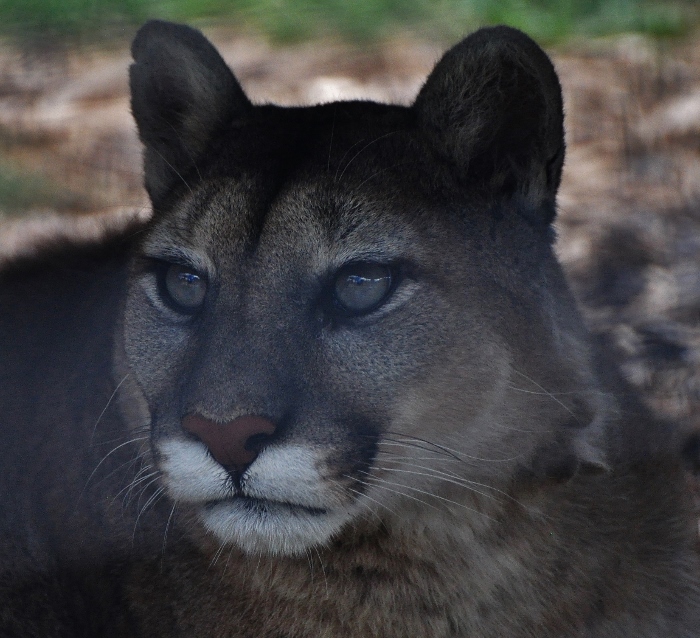 in the wild cat family